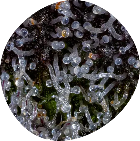 Close-up of high-quality cannabis flower buds from Mello Cannabis, showing vibrant green tones and frosty trichomes.